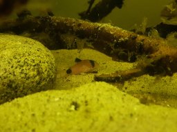 Corydoras panda - Pandapanzerwels
